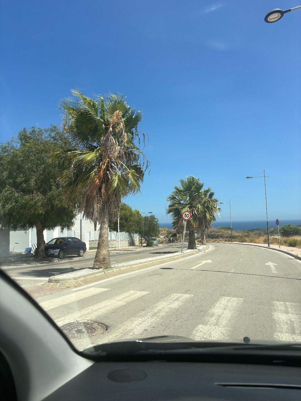 Palmeras que llevan 3 años sin podarse