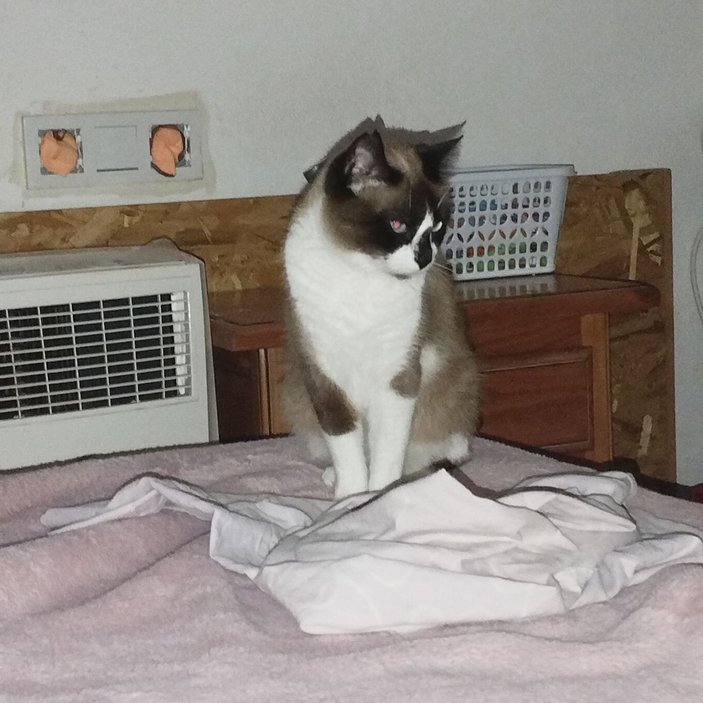Una Gata