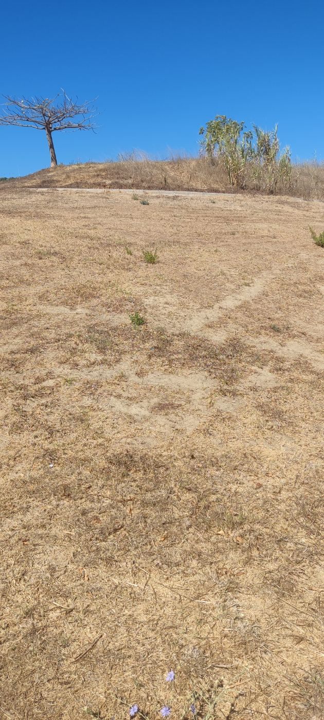Zonas verdes secas por falta de cuidado