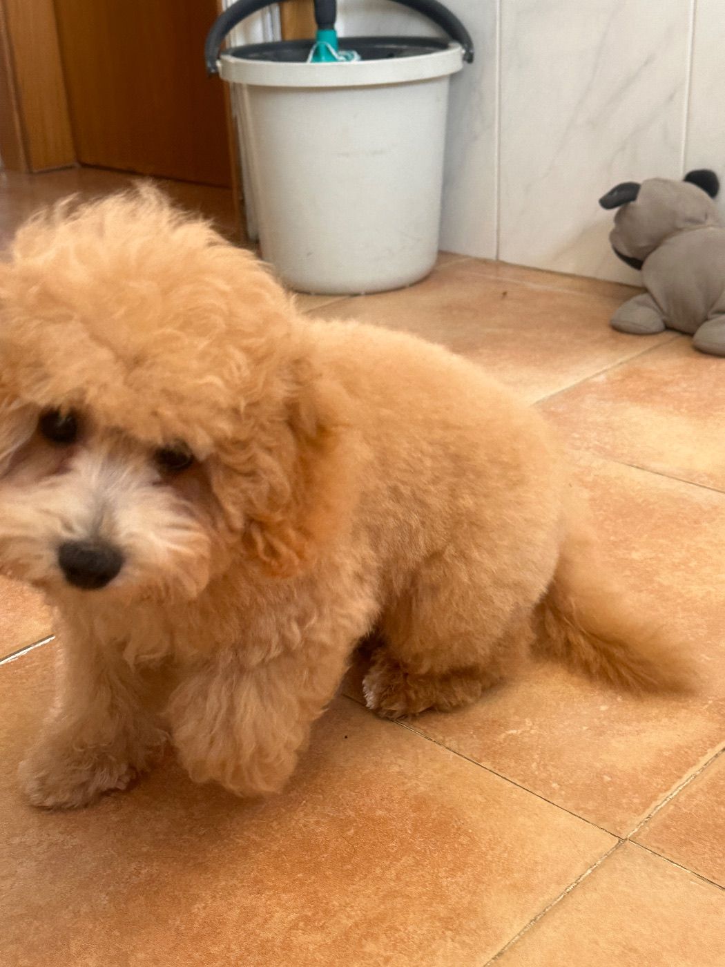 Caniche enano