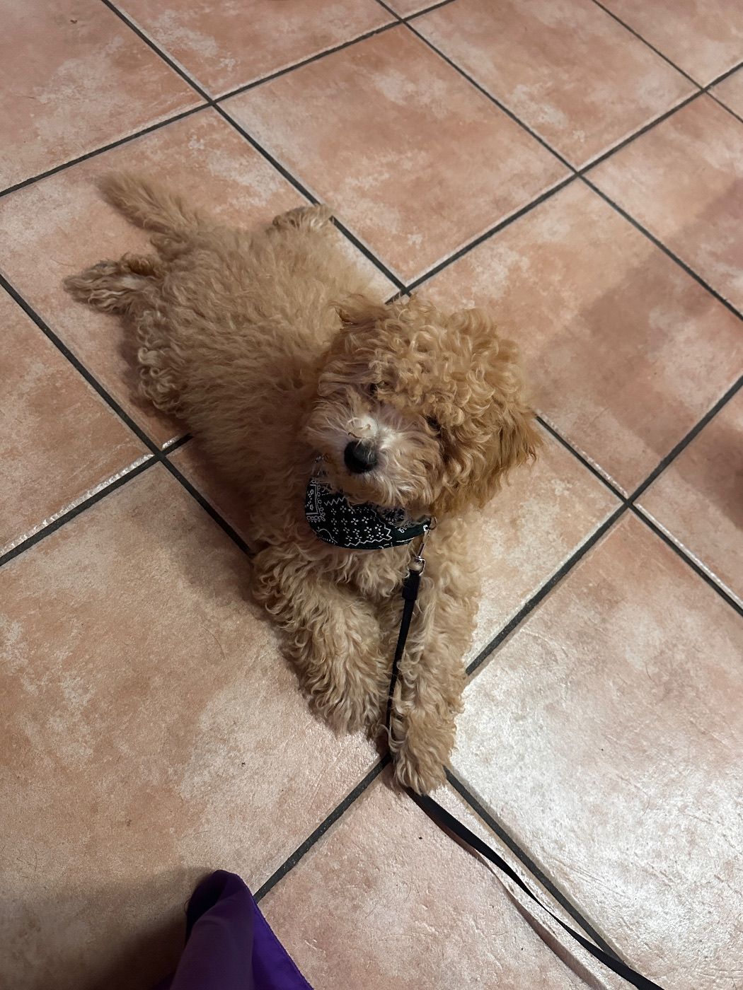Caniche enano