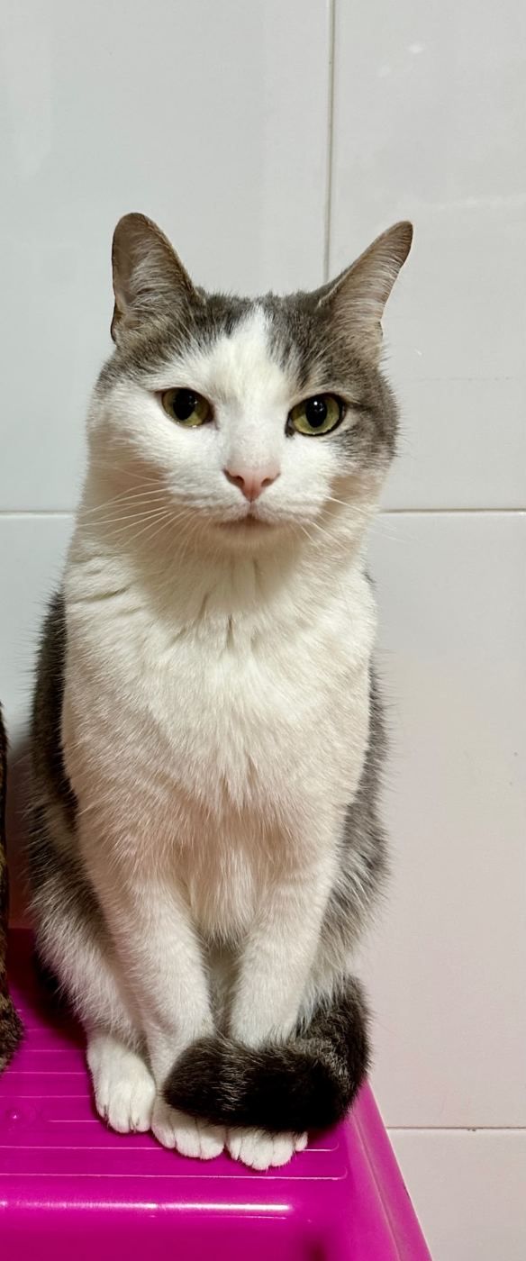 Gato