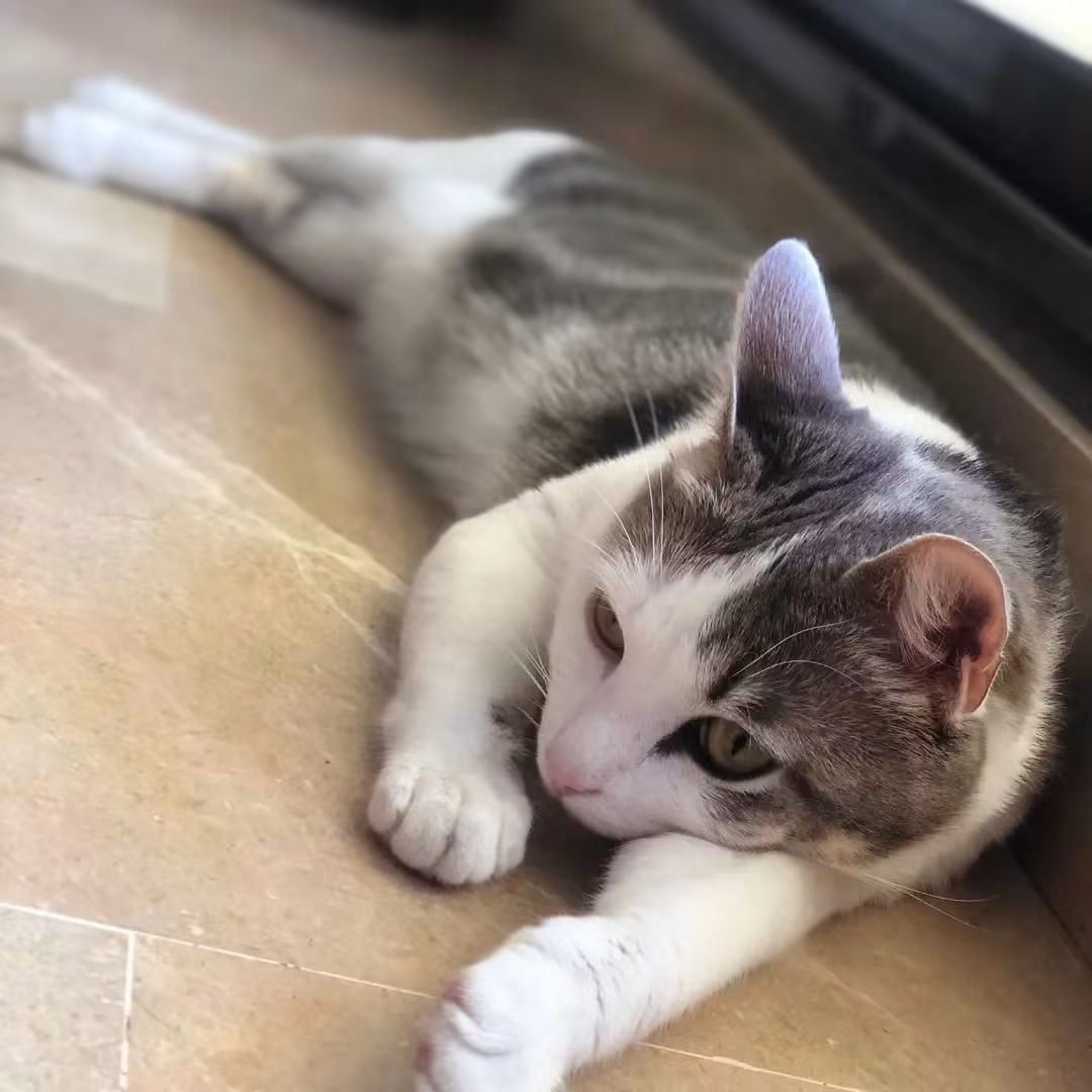 Gato