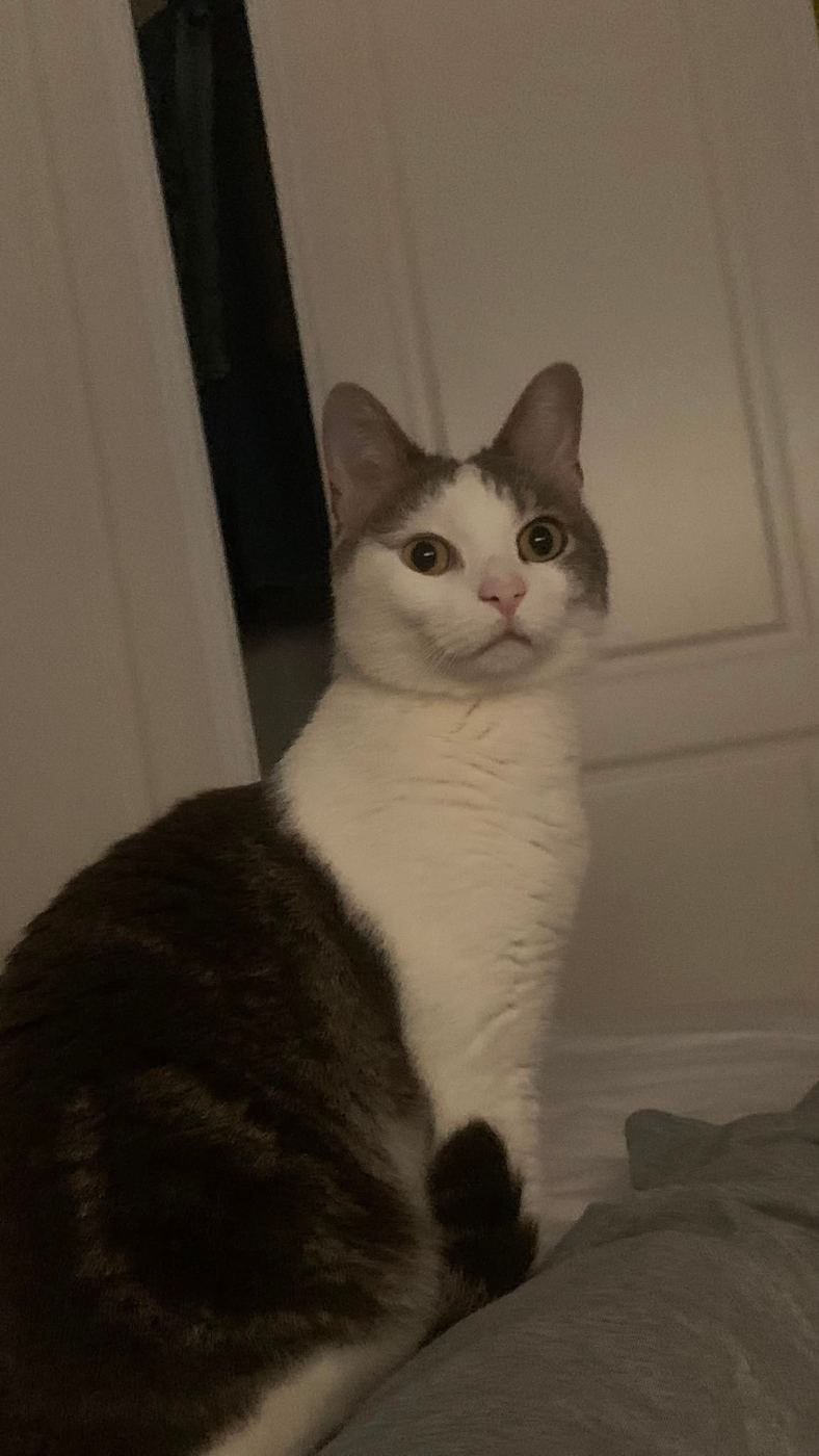 Gato