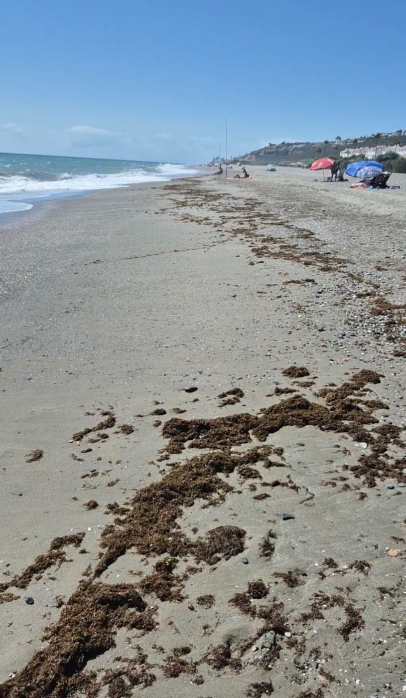 Algas en las playas