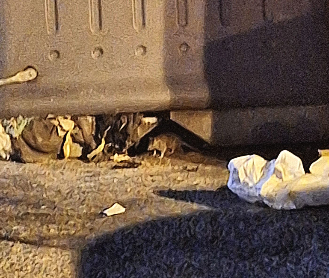 Colonia de ratas