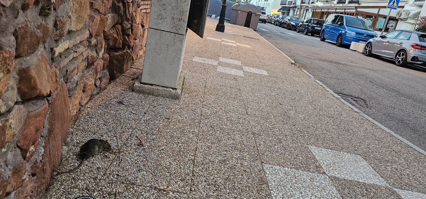 Las ratas en el puerto de la duquesa nos comen, cada vez se ven mas.