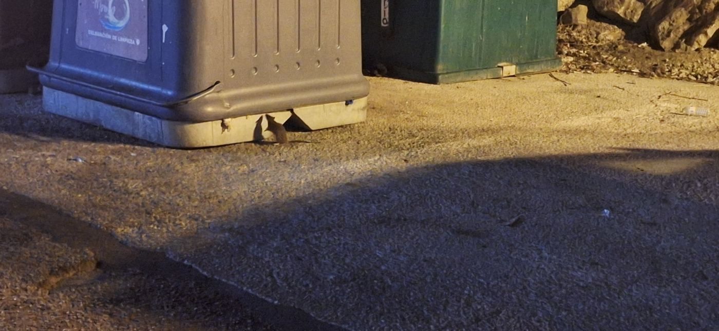 Ratas en e l puerto