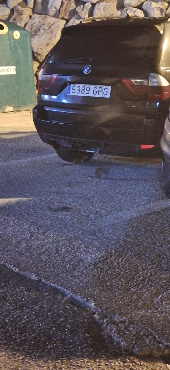 Ratas en e l puerto