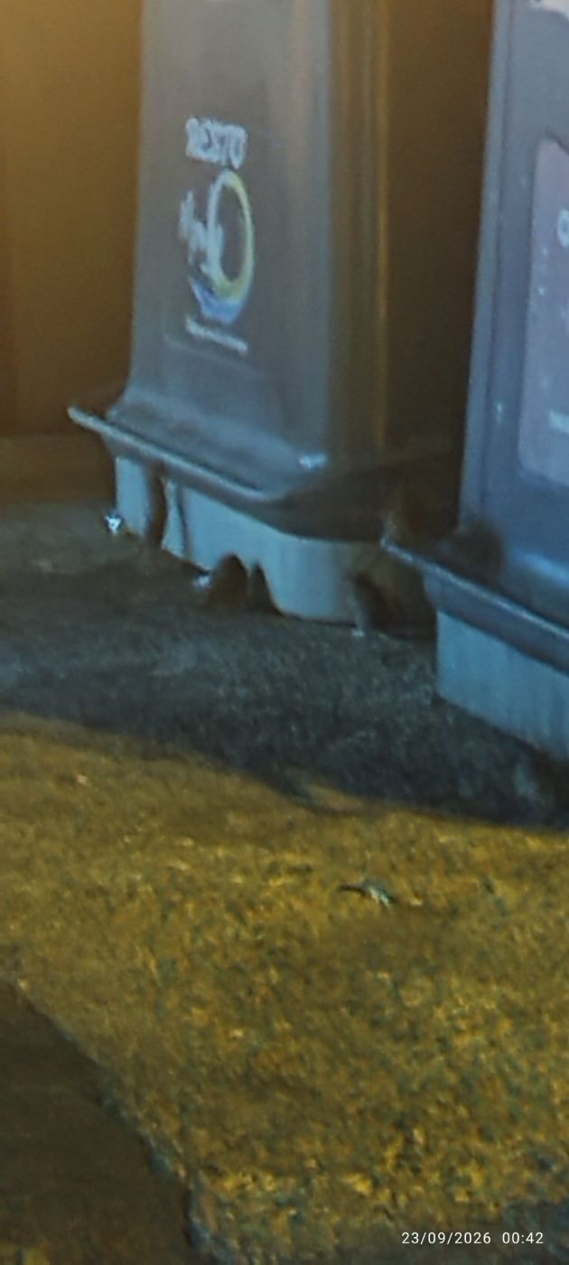 Ratas en el puerto de la duquesa