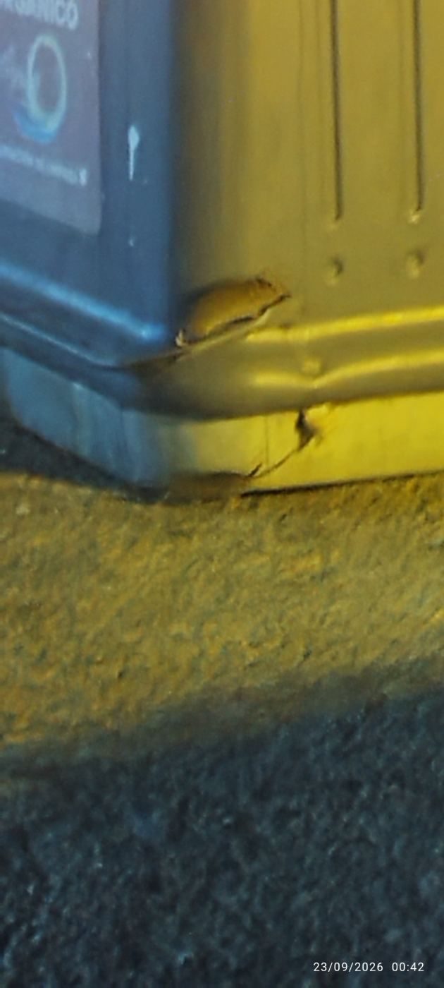 Ratas en el puerto de la duquesa