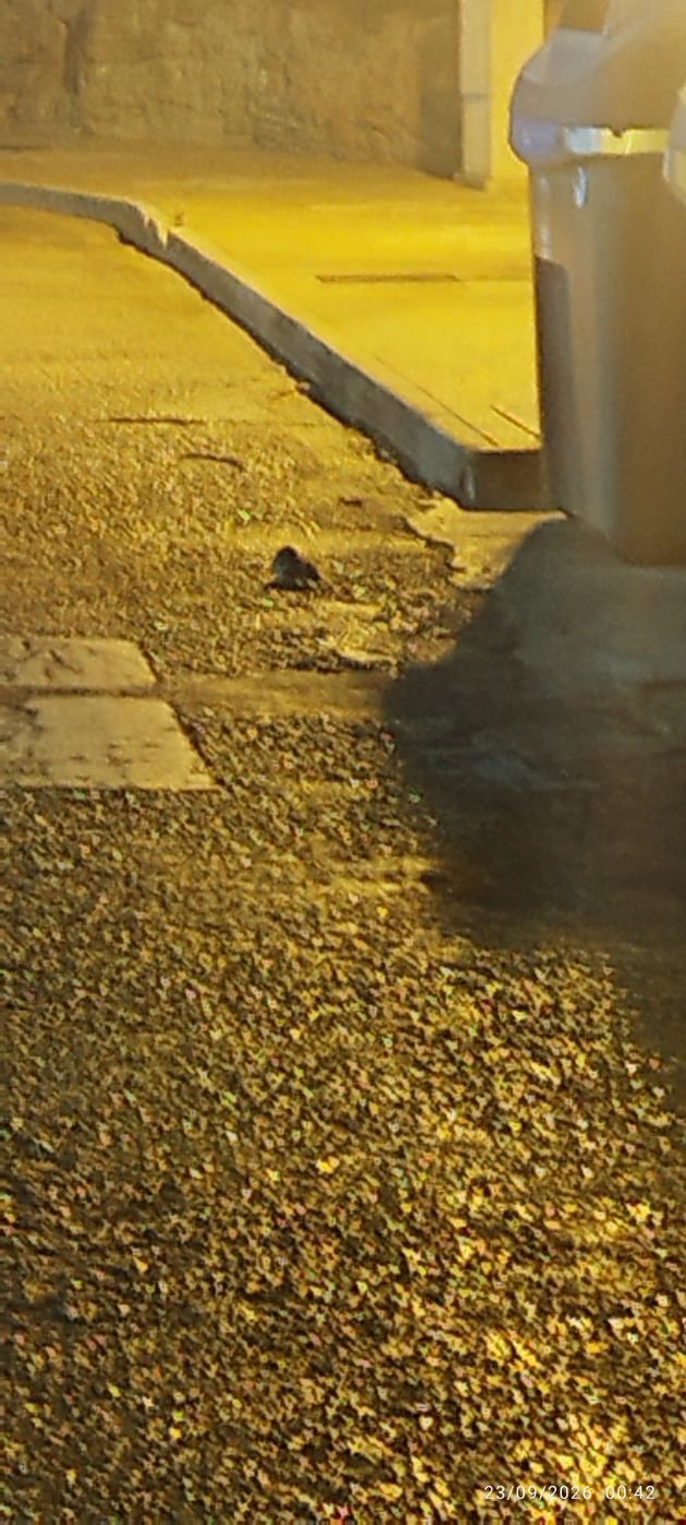Ratas en el puerto de la duquesa