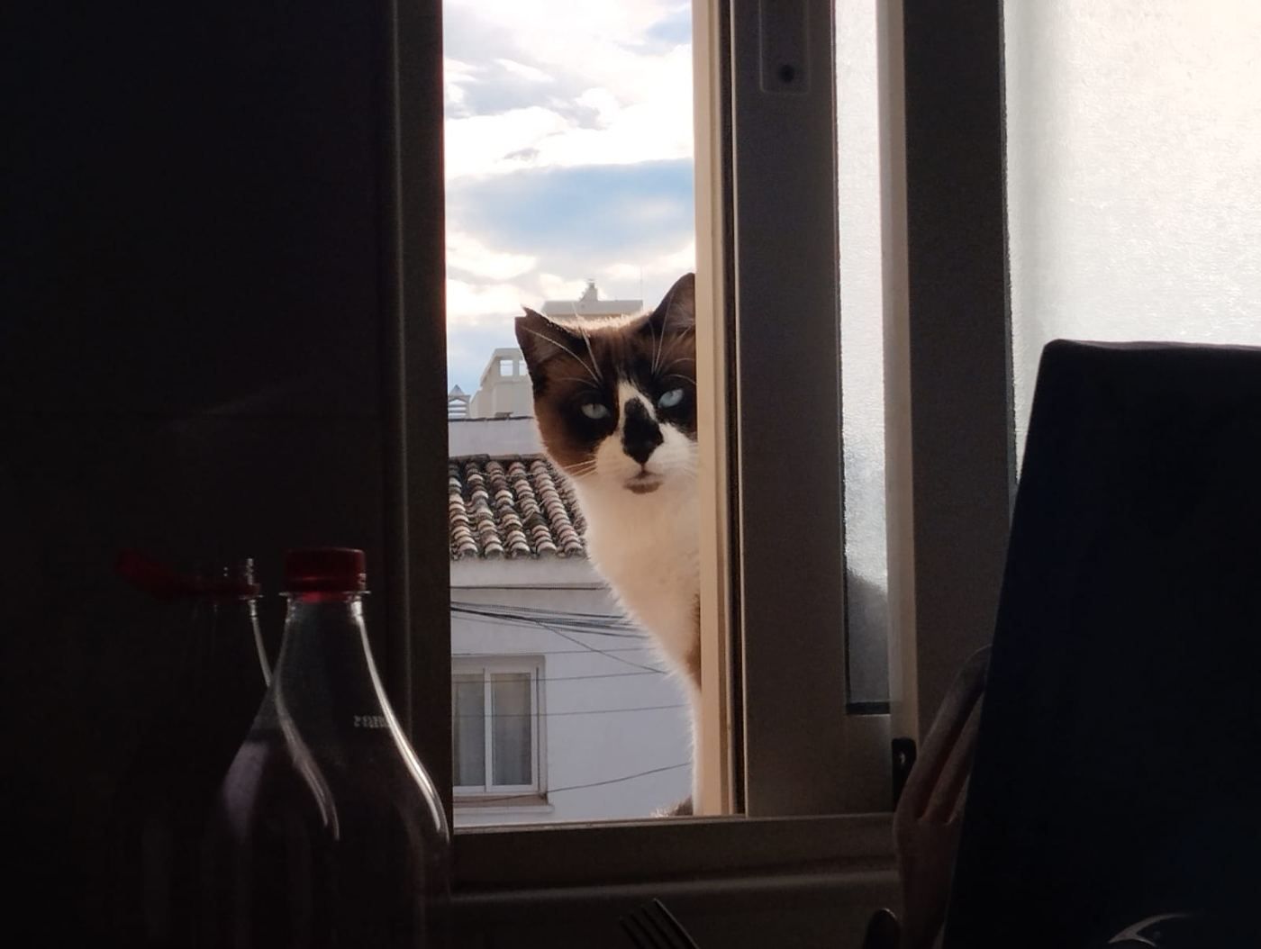 Una Gata