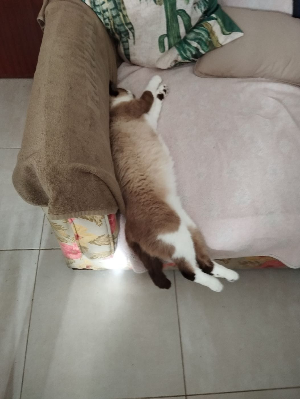 Una Gata