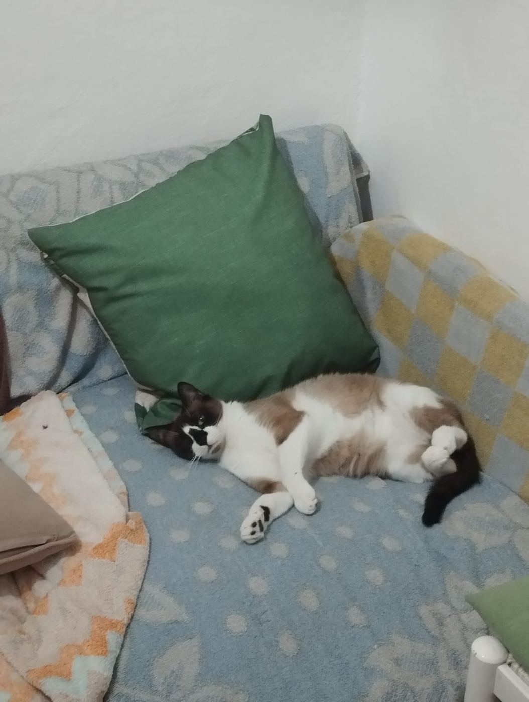Una Gata