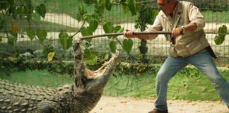 Crocodile Park