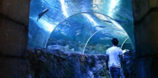 Sea-Life