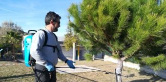 Desbroce, limpieza y tratamiento de la procesionaria