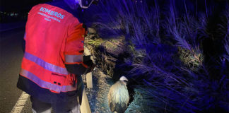 Rescate de un buitre en plena A7 Rescate de buitre en Manilva