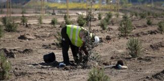Findación Aquae plantará 800 arboles en Manilva Plantación de Árboles