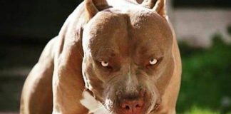 Medio Ambiente tramita licencias para animales peligrosos