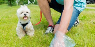 Campaña de concienciación para la limpieza de excrementos de perros Recoger caca de perro