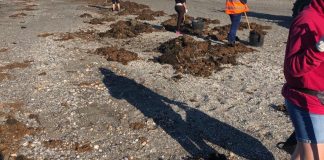 Continúan los trabajos de limpieza del litoral limpieza de playas