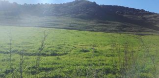 Fallece un vecino de Sabinillas por varias picaduras de avispas