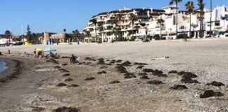 Retirada de algas en la playa Retirada de algas en la playa