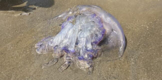 Remite la plaga de medusas en las playas de Manilva Medusa aparecida en nuestras playas