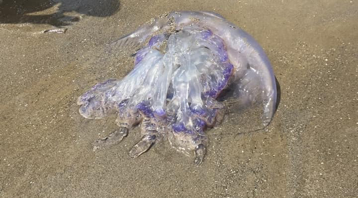 Medusa aparecida en nuestras playas