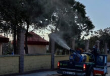 Actuación para eliminar las plagas de procesionarias