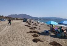 El Ayuntamiento retira las algas invasoras del litoral alga invarora