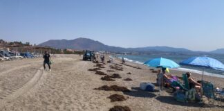 El Ayuntamiento retira las algas invasoras del litoral alga invarora