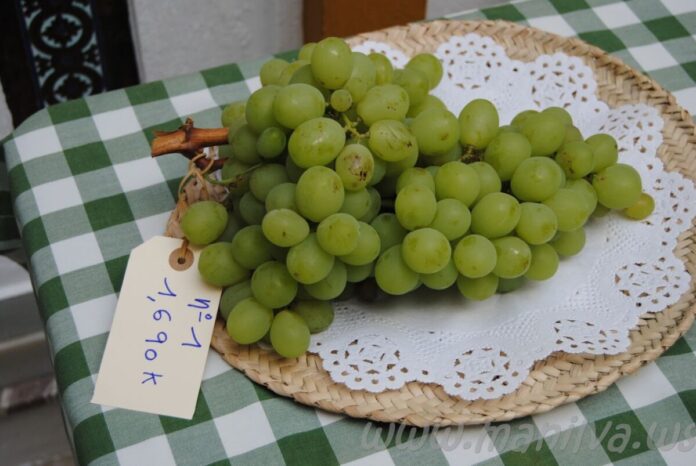vendimia Manilva