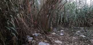 Limpieza del cauce del río Manilva rio Manilva