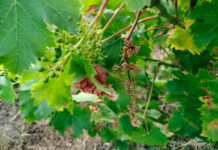 Temor en Manilva por el Mildiu en los viñedos Manilva en alerta por el mildiu