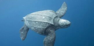 La Guardia Civil libera a una tortuga laúd atrapada en una red de pesca ilegal