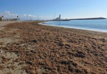 La Junta declara “fuerza mayor” la invasión del alga asiática y aliviará costes de vertedero Alga asiática