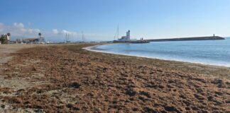 La Junta declara “fuerza mayor” la invasión del alga asiática y aliviará costes de vertedero Alga asiática