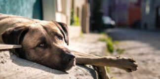 La asociación Gatos y amigos denuncia insultos y falta de actuación policial ante un perro suelto en Manilva